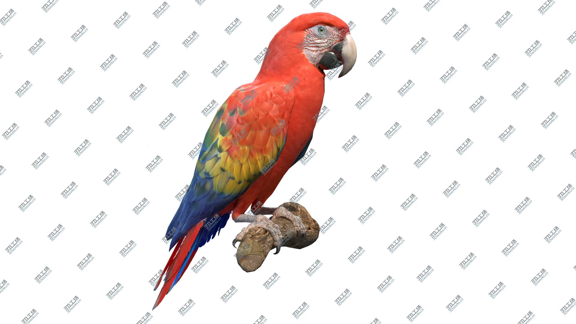 images/goods_img/2021040235/Scarlet Macaw 3D model/3.jpg